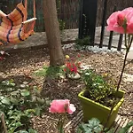 Rose Et Quarto em Acomodações Particulares Montpellier