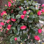 ホームステイ Rose Et