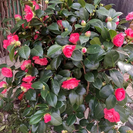 홈스테이 Rose Et